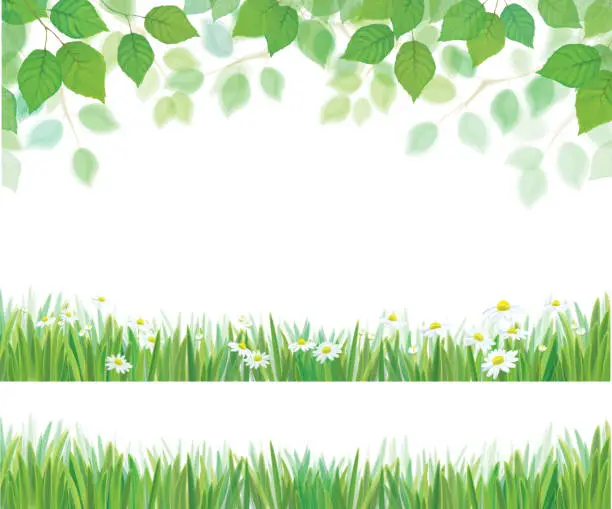 Vector illustration of Vector spring leaves, grass and daisy flowers  borders isolated.