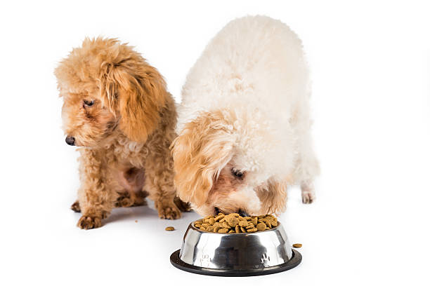 istock One puppy eating kibbles with the other not interested 465777712