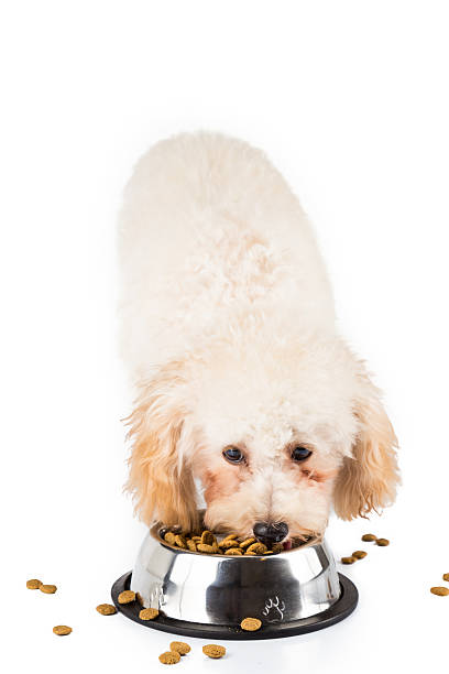 istock Poodle puppy eating kibbles from a bowl in white background 465778378