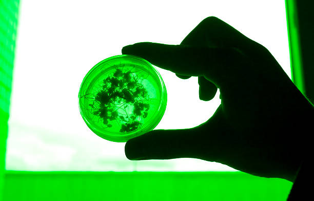 szalka petriego - nature scientist petri dish science zdjęcia i obrazy z banku zdjęć