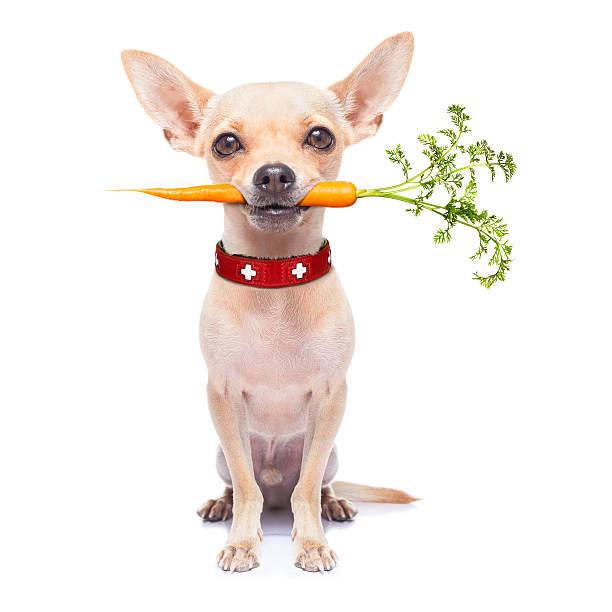 hambre perro sanos - dog vegetable carrot eating fotografías e imágenes de stock