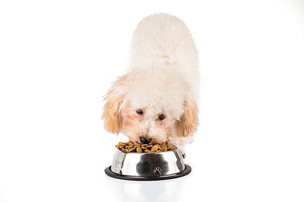 istock Poodle puppy eating kibbles from a bowl in white background 465778492