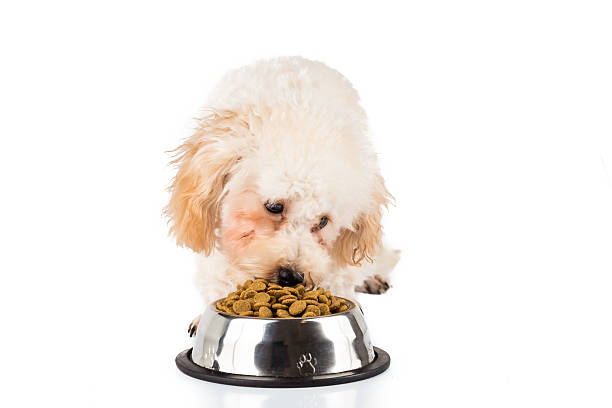 istock Poodle puppy eating kibbles from a bowl in white background 465778606