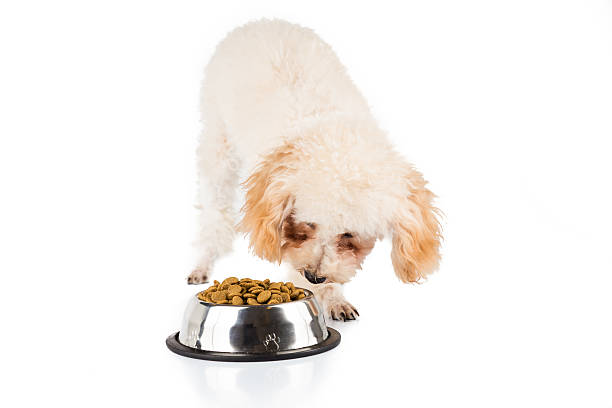 istock Poodle puppy eating kibbles from a bowl in white background 465778708