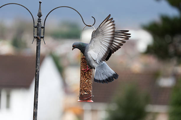 Pigeon on a Bird Feeding Station with Wings Open.