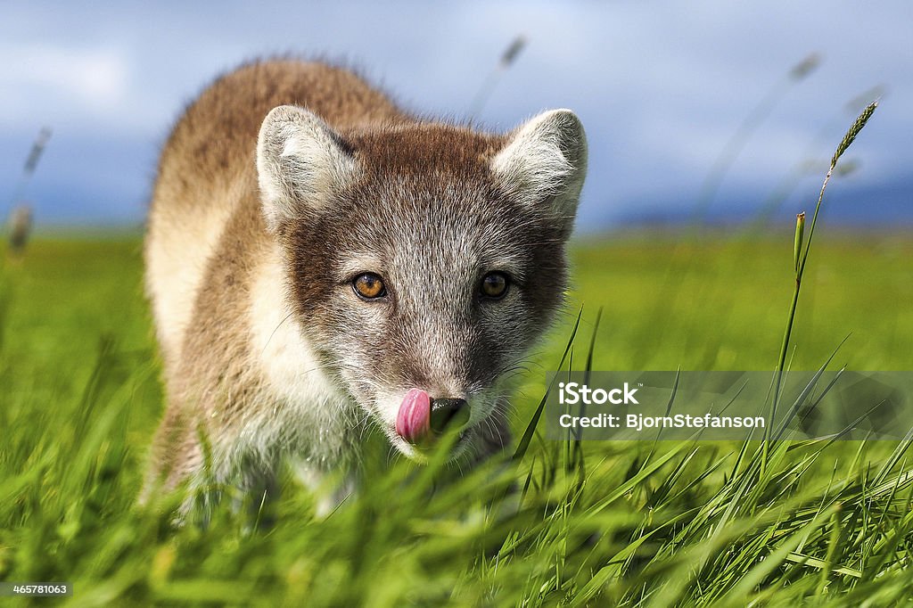 polar fox ( vulpes lagopus ) Fox Stock Photo