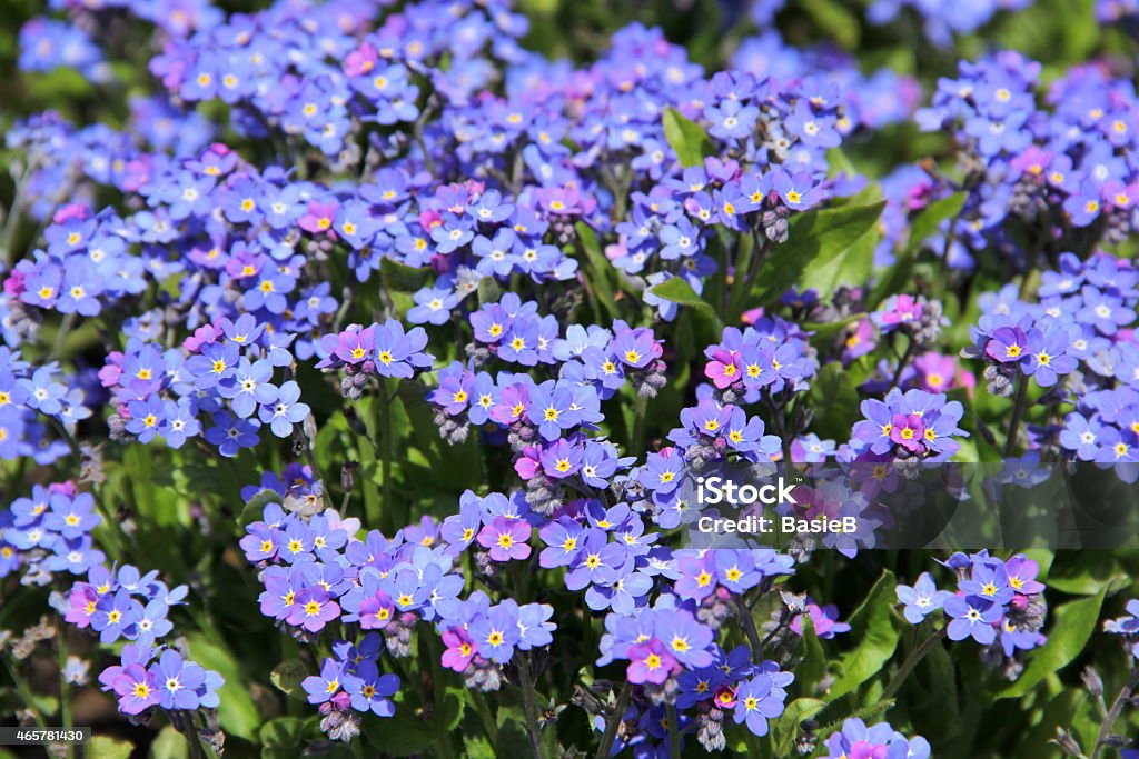 Blue Vergißmeinnicht Blumen - Lizenzfrei 2015 Stock-Foto