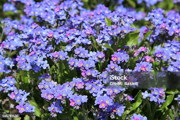 Blue Vergißmeinnicht Blumen Stockfoto und mehr Bilder von 2015 - 2015, Blau, Blume