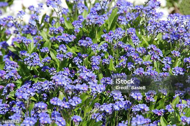 Blue Vergessen Mich Nicht Blumen Stockfoto und mehr Bilder von 2015 - 2015, Blau, Blume