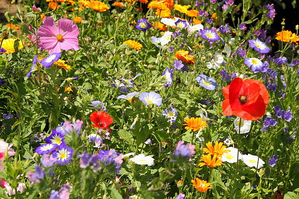 kwiat łąka - flower blumenwiese meadow flower head zdjęcia i obrazy z banku zdjęć