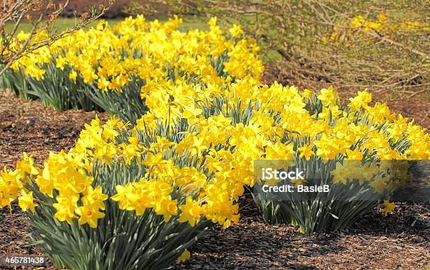 Narzissen In Den Frühling Stockfoto und mehr Bilder von 2015 - 2015, Baum, Blume