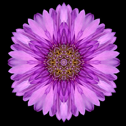Purple Flower Mandala. Kaleidoscopic design Isolated on Black Background. Mirrored pattern
