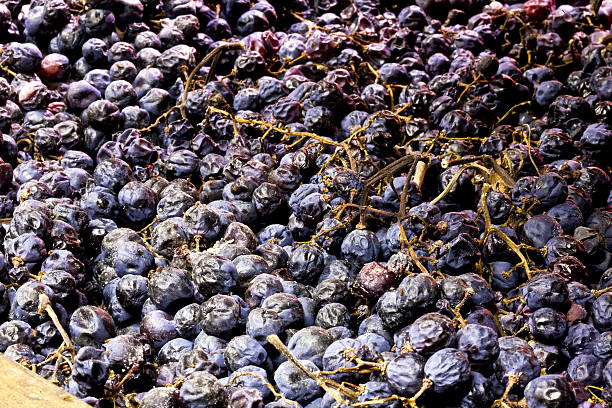 Bunches of grapes used for Amarone, drying on mats called 'arelle' to increase sugar content.