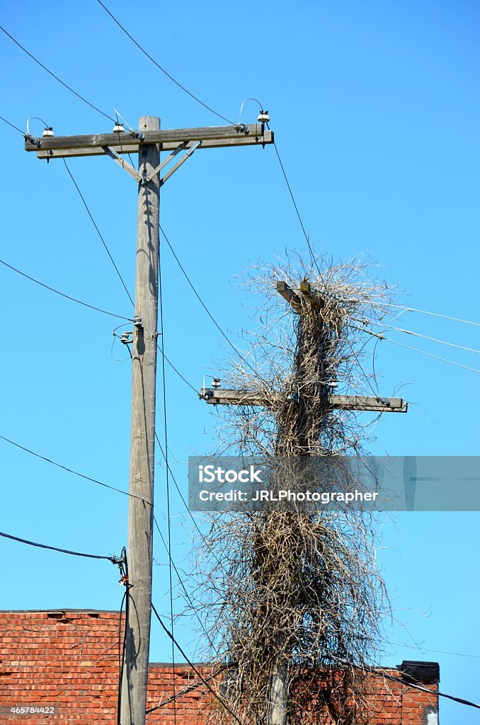 Telephone Poles Telephone pole covered in branches 2015 Stock Photo