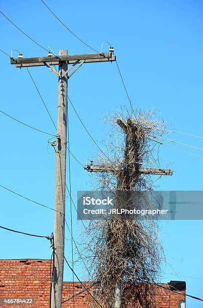 Telephone Poles Stock Photo - Download Image Now - 2015, Branch - Plant Part, Cable