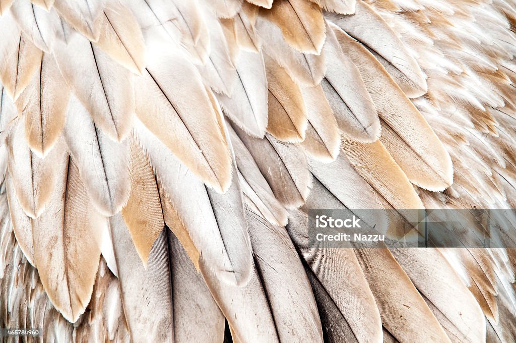Bird feathers A closeup of bird feathers. (The background) 2015 Stock Photo