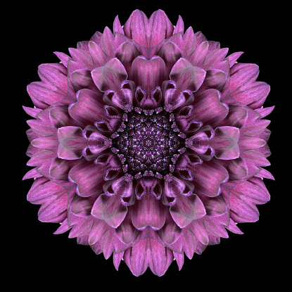 Purple Flower Mandala. Kaleidoscopic design Isolated on Black Background. Mirrored pattern