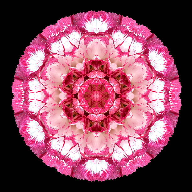 istock Purple Flower Mandala Kaleidoscope Isolated on Black 465784976