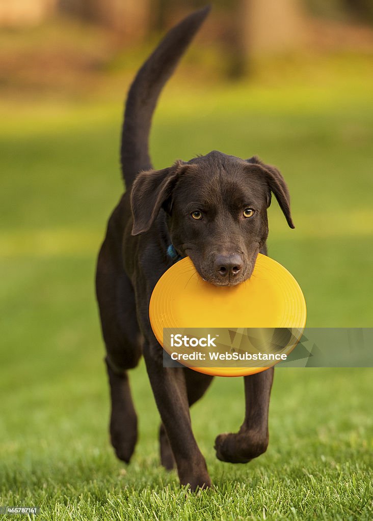 A dog bringing a yellow frisbee dog with frisbee Labrador Retriever Stock Photo