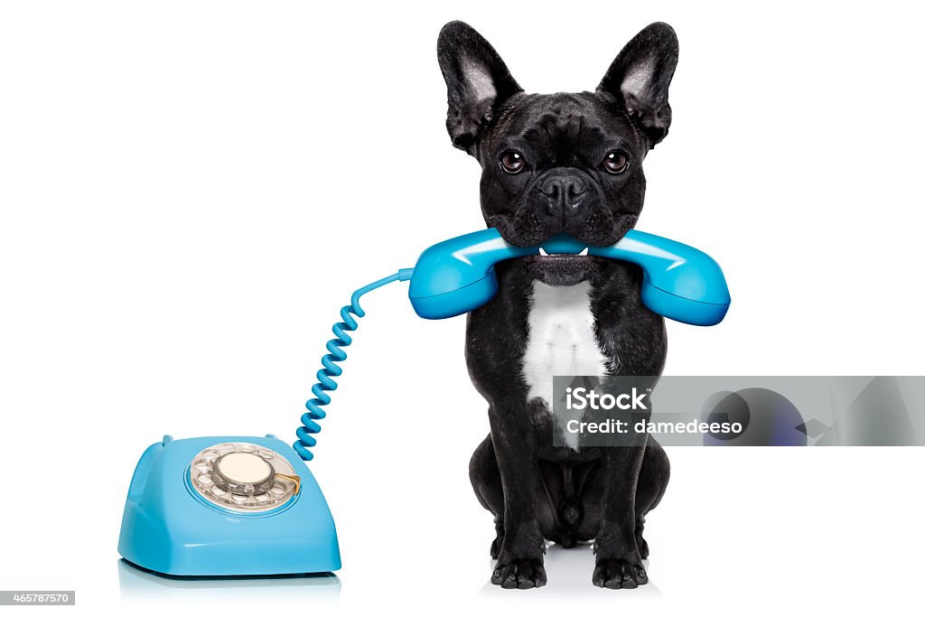 dog telephone phone french bulldog dog on the phone or telephone in mouth, isolated on white background Dog Stock Photo