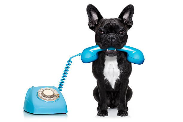 dog telephone phone stock photo