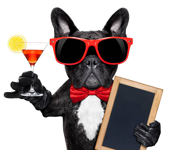 cocktail party dog stock photo