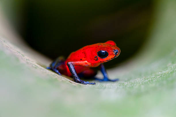 istock Strawberry or Blue Jeans poison dart Frog in bromeliad plant 465788873