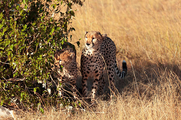 istock Cheetahs in Masai Mara 465789479