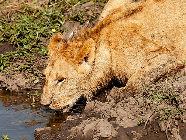 istock Young lion drinking water, Masai Mara 465789513