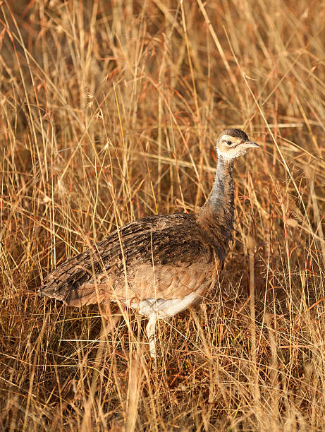 istock Kori Bustard, Masai Mara 465789515