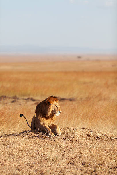 istock Male lion in Masai Mara 465789523