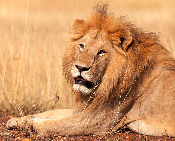 istock Male lion in Masai Mara 465789529