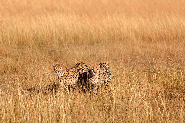 istock Male cheetahs in Masai Mara 465789531