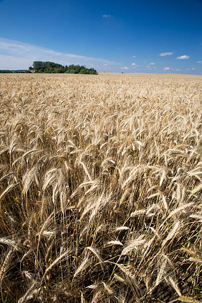 istock Summer cereal field landscape under blue sky 465791650