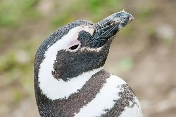 Photo of Penguin lifting head upwards