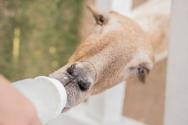 sheep eat milk stock photo