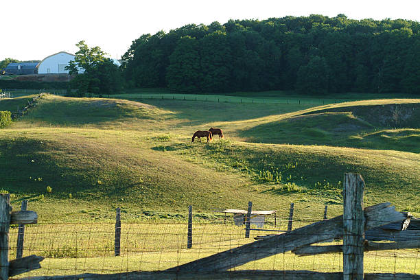 istock Two Horses Grazing in Fields in Early Morning Light 465801134