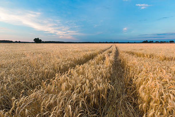 istock Sunset over cereal field in summer 465801176
