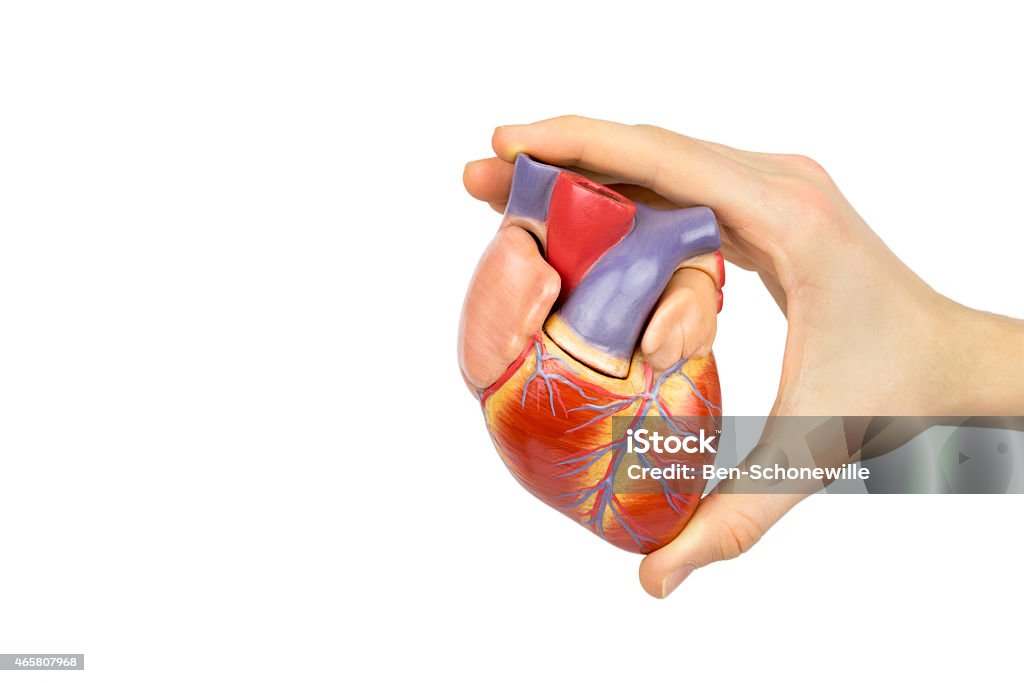 Hand holding artificial human heart  model A boy's hand holding artificial human heart  model upright isolated on white background. This plastic model shows the real size of this vital organ. The arteries are cut through, you see the front of this human blood pump.   2015 Stock Photo