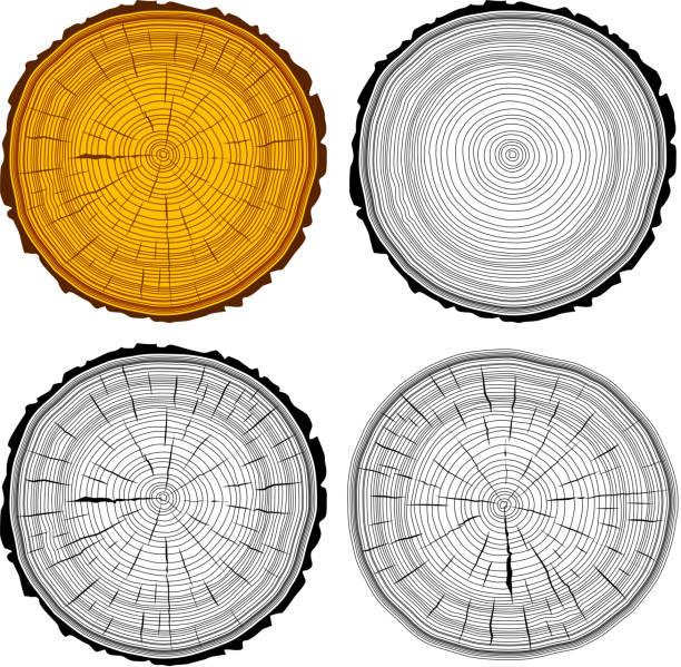 Set tree rings saw cut tree trunk background. vector art illustration