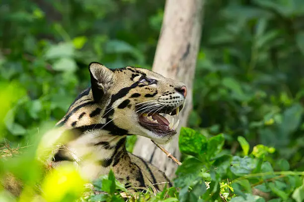 Portrait of Beautiful Clouded Leopard (Neofelis Nebulosa)