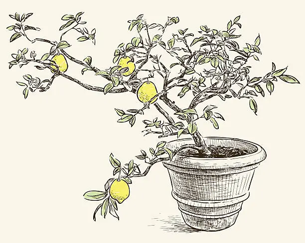 Vector illustration of lemon tree