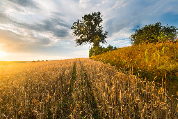 istock Sunset over cereal field in summer 465815844
