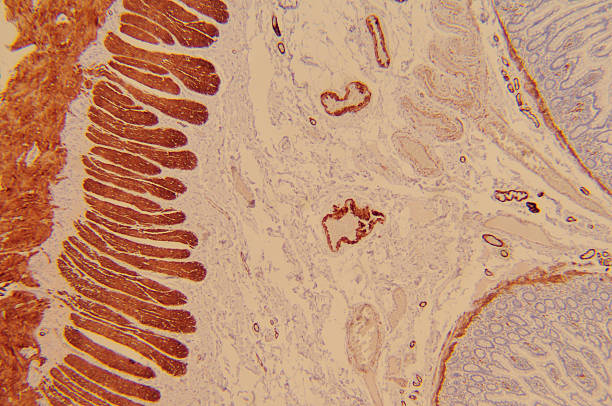 Smooth muscle myosin (normal colon) Miscroscopic image of smooth muscle myosin (normal colon) myosin stock pictures, royalty-free photos & images
