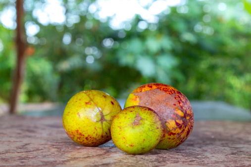 Mangaba fruit from the northeast region of Brazil.