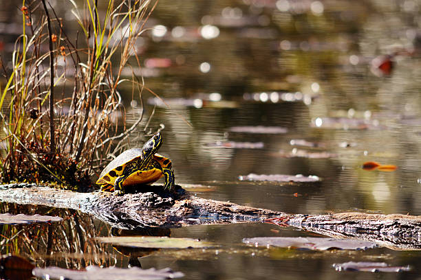 istock Turtle sitting on a log in the swamp. 465818340