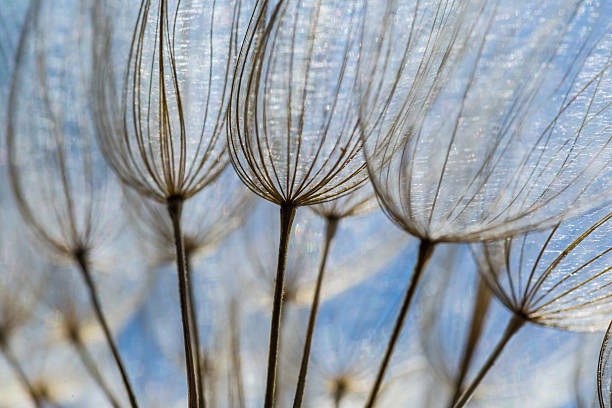 istock Dandelion seeds in close up 465818692