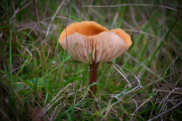istock Bright yellow-orange mushroom turned upward in deep grass 465825180