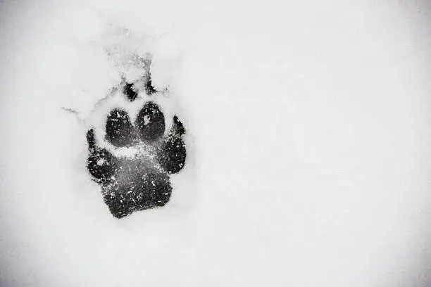 A single paw print in the snow, the image has a slight vignette in the corners framing the image. 