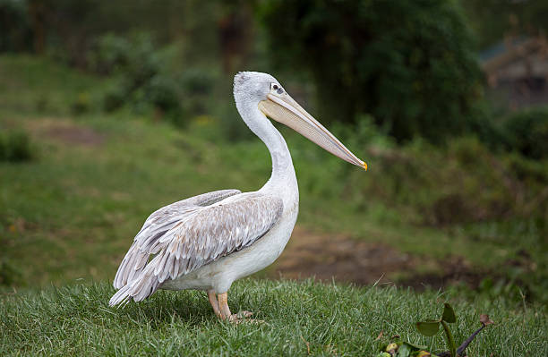 istock White Pelican on the meadow 465825619